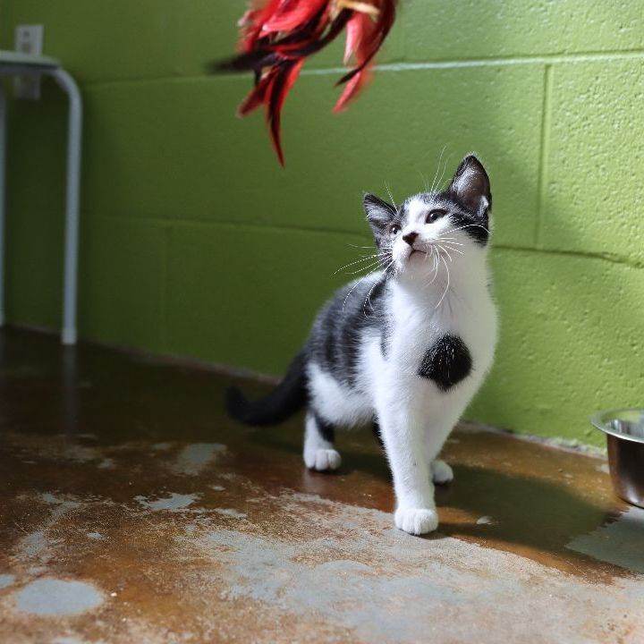 Harold and the Purple Crayon, an adoptable Domestic Short Hair in Carencro, LA_image-4