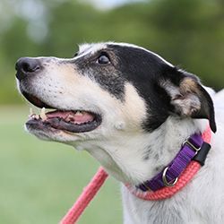 Sadie, an adopted Mixed Breed in Hilliard, OH_image-1