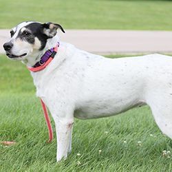 Sadie, an adopted Mixed Breed in Hilliard, OH_image-2