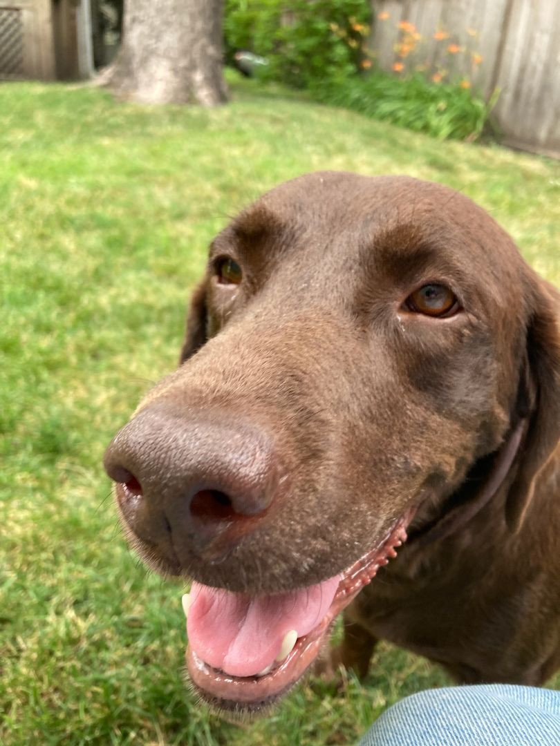 Dog for adoption Molly C., a Chocolate Labrador Retriever in