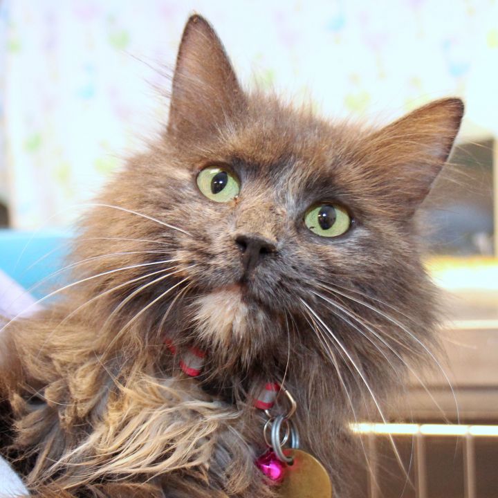 Gabriella, an adopted Domestic Long Hair Mix in Lansing, MI_image-1