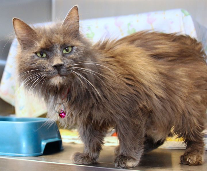 Gabriella, an adopted Domestic Long Hair Mix in Lansing, MI_image-2