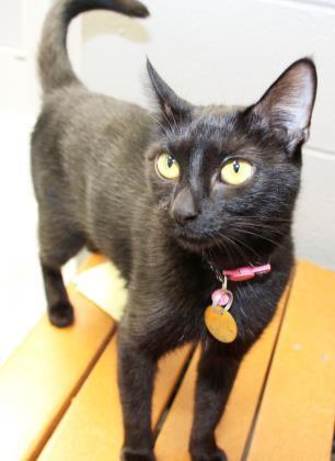 Luna Claire, an adopted Domestic Short Hair Mix in Lansing, MI_image-2