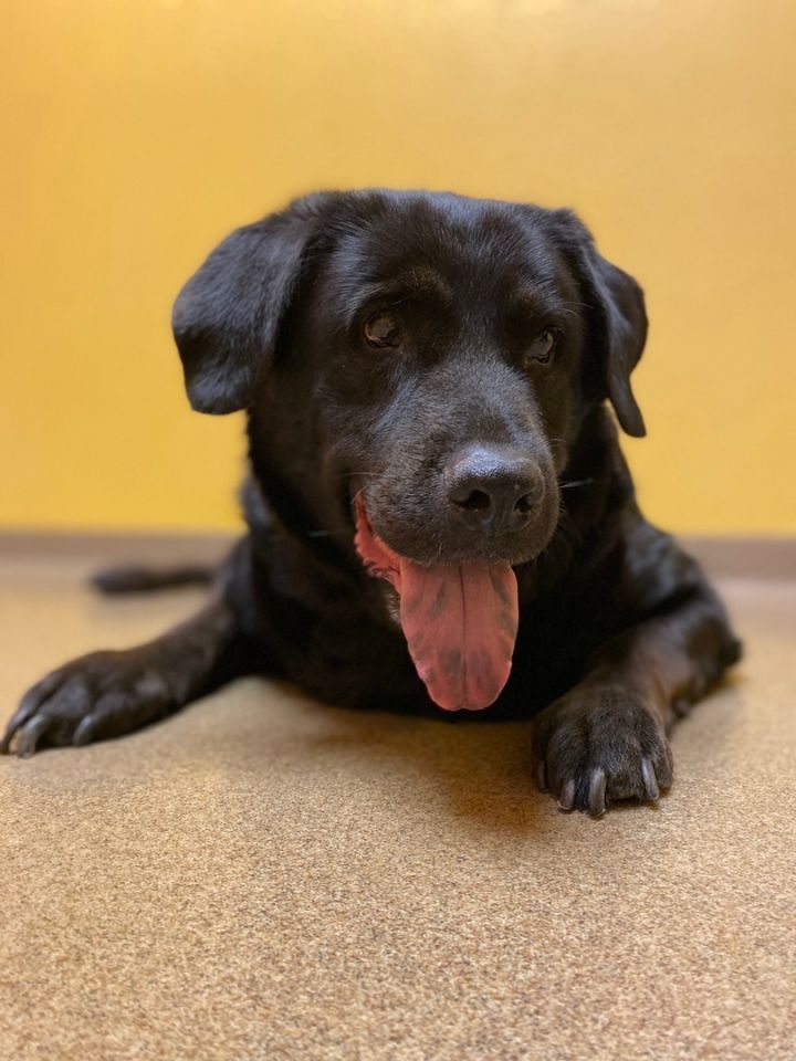 Molly , an adoptable Labrador Retriever in Kansas City, MO_image-3