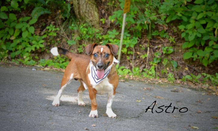 Astro, an adopted Dachshund Mix in Sevierville, TN_image-1