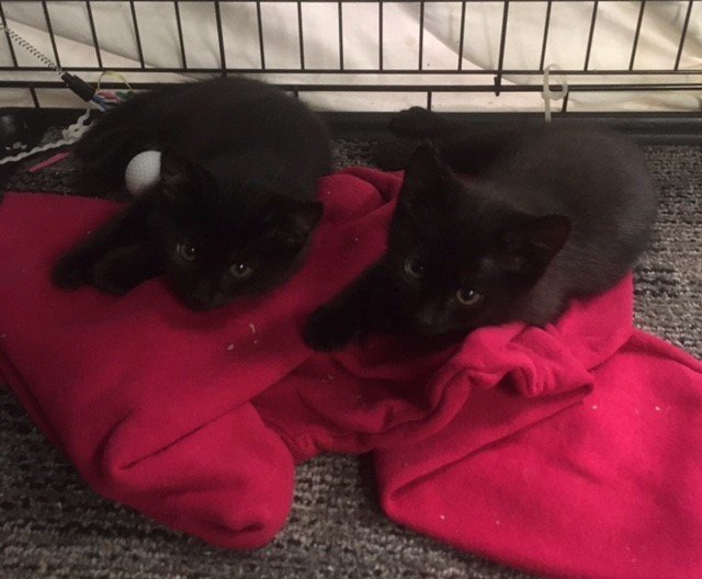 Bonnie bonded Julio, an adoptable Domestic Short Hair in Macedonia, OH, 44056 | Photo Image 1