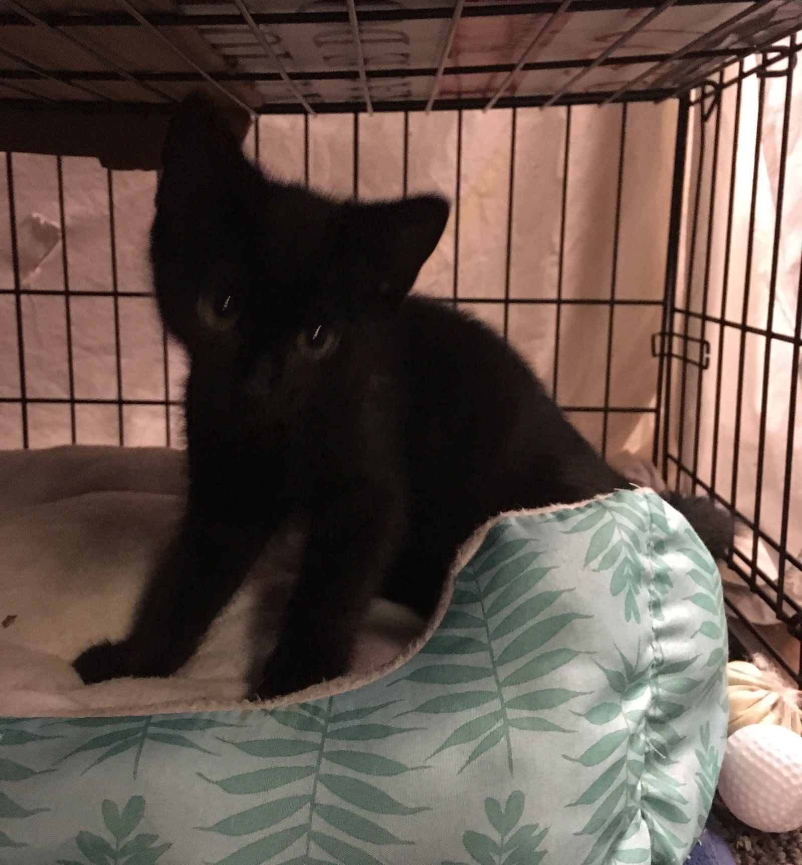 Bonnie bonded Julio