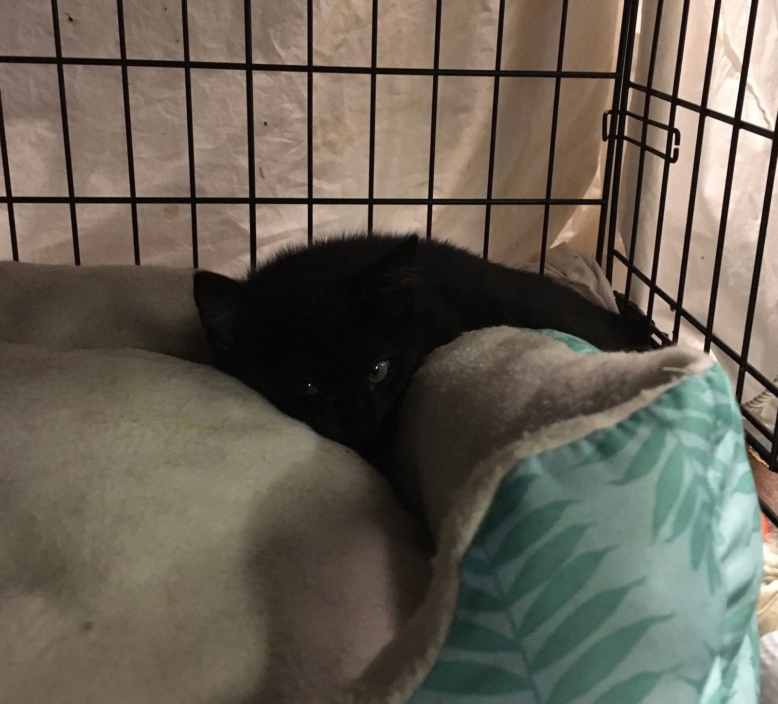 Britney bonded with Betsy, an adoptable Domestic Short Hair in Macedonia, OH, 44056 | Photo Image 2