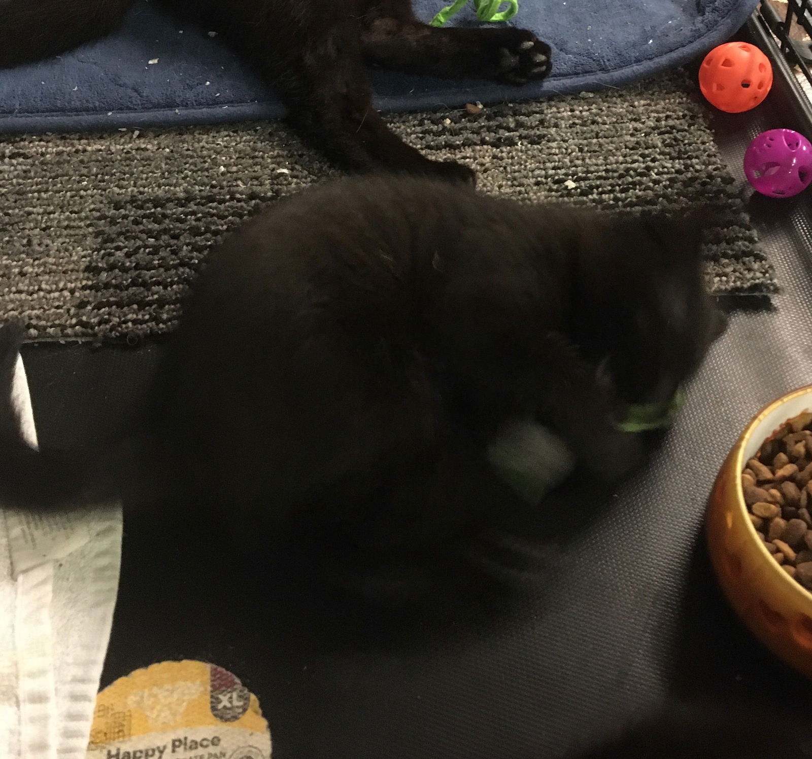 Britney bonded with Betsy, an adoptable Domestic Short Hair in Macedonia, OH, 44056 | Photo Image 3