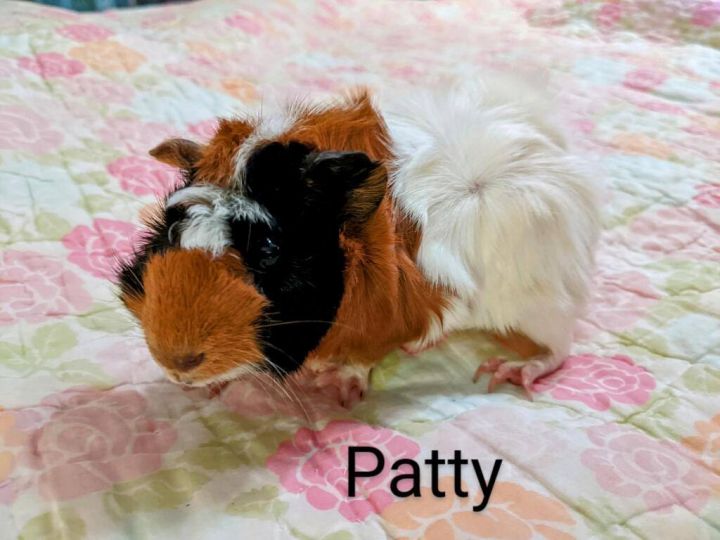 Patty 1