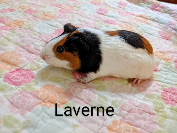 Laverne, an adoptable Guinea Pig & Peruvian Mix in Denton, TX_image-1