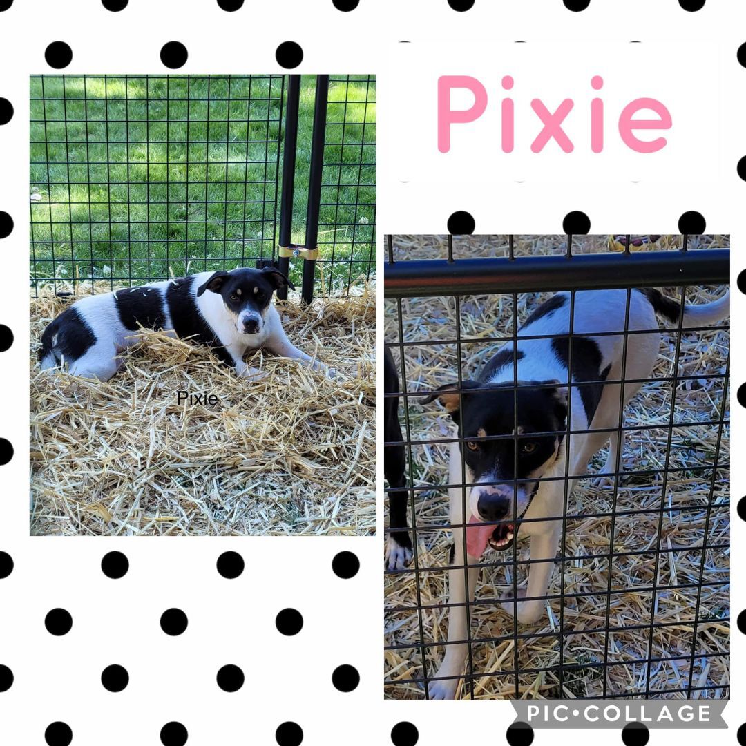 Pixie, an adoptable Beagle, Jack Russell Terrier in Manchester, CT, 06040 | Photo Image 1