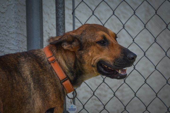 Vuitton, an adoptable German Shepherd Dog in Fort Myers, FL_image-3