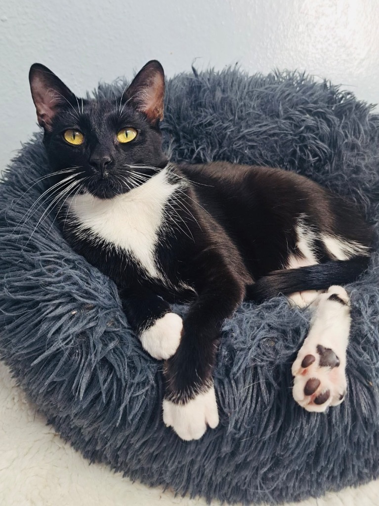 Swaddles, an adoptable Domestic Short Hair in Fort Lauderdale, FL, 33304 | Photo Image 1