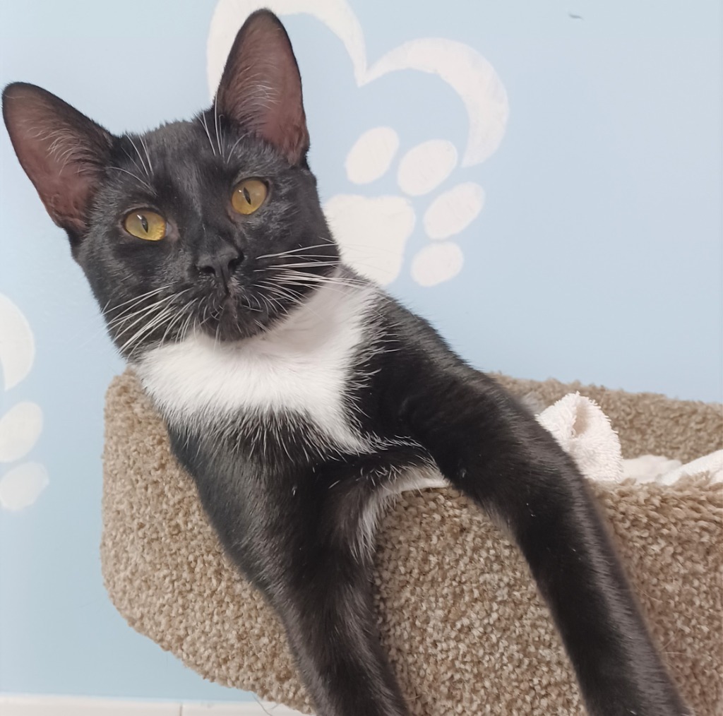 Swaddles, an adoptable Domestic Short Hair in Fort Lauderdale, FL, 33304 | Photo Image 2