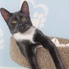 Swaddles photo 2