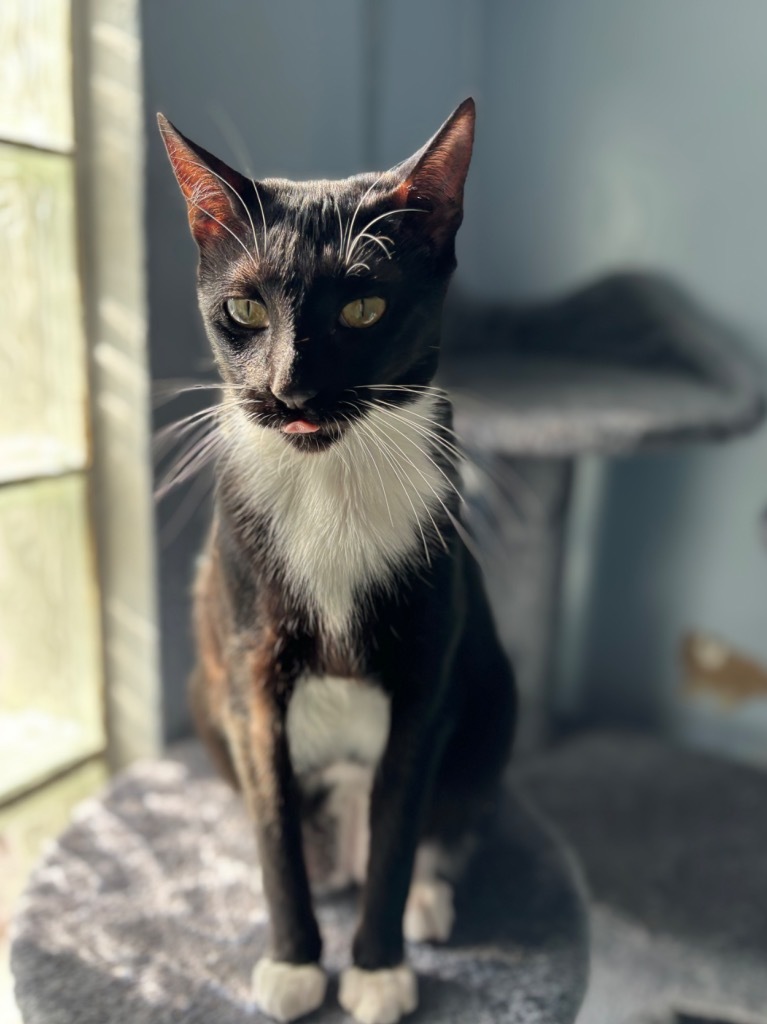 Swaddles, an adoptable Domestic Short Hair in Fort Lauderdale, FL, 33304 | Photo Image 3