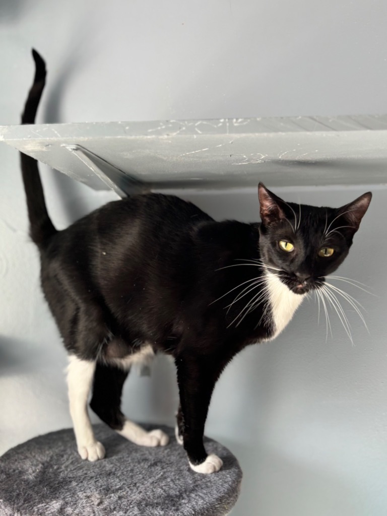 Swaddles, an adoptable Domestic Short Hair in Fort Lauderdale, FL, 33304 | Photo Image 4