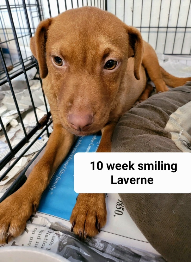 Laverne