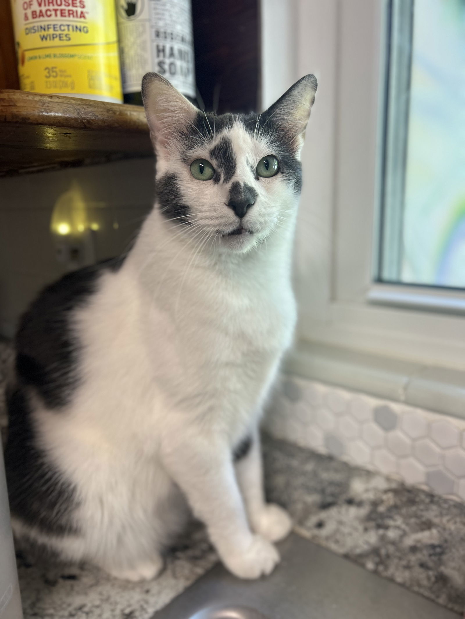 Mickey, an adoptable Domestic Short Hair in Ocala, FL, 34482 | Photo Image 1