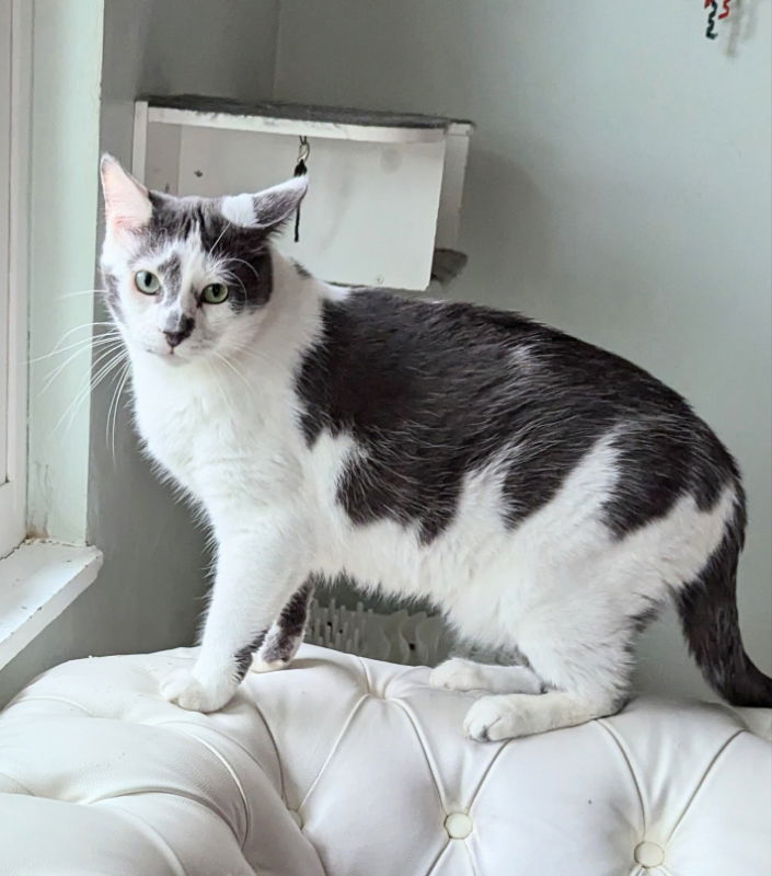 Mickey, an adoptable Domestic Short Hair in Ocala, FL, 34482 | Photo Image 2