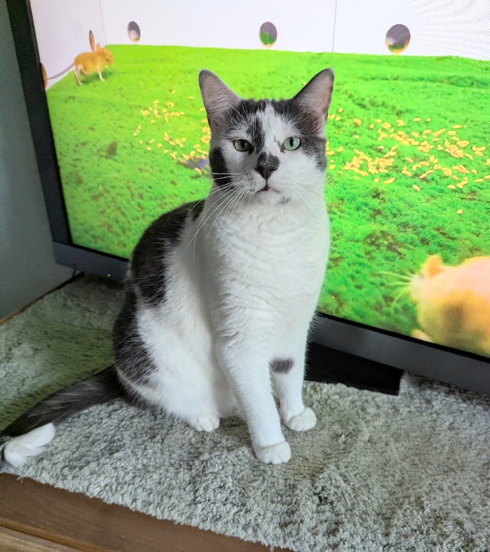 Mickey, an adoptable Domestic Short Hair in Ocala, FL, 34482 | Photo Image 3