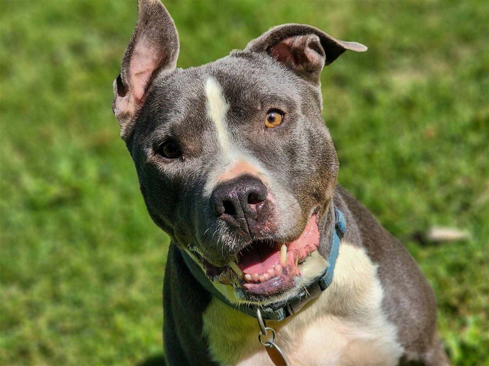 Bruno, an adoptable Pit Bull Terrier, American Staffordshire Terrier in Woodbridge, CT, 06525 | Photo Image 1