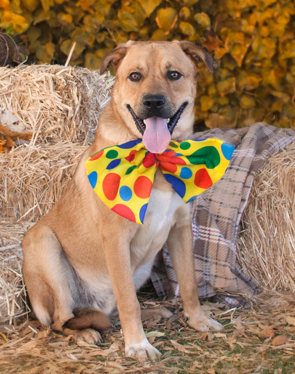 Bobby, an adoptable Black Mouth Cur, Labrador Retriever in Vallejo, CA, 94590 | Photo Image 2