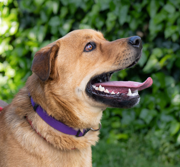 Bobby, an adoptable Black Mouth Cur, Labrador Retriever in Vallejo, CA, 94590 | Photo Image 3