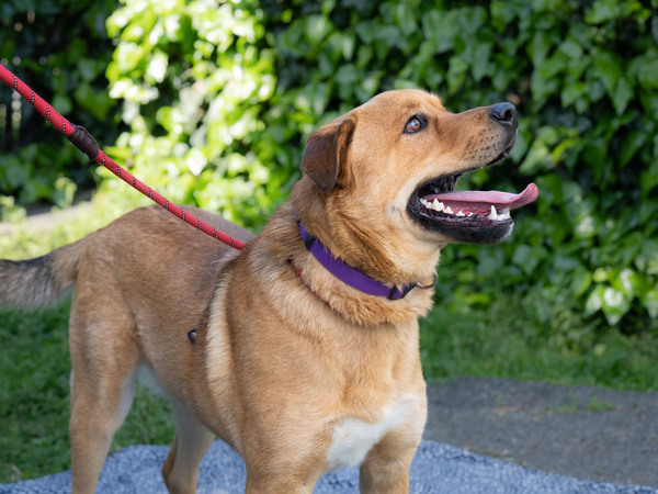 Bobby, an adoptable Black Mouth Cur, Labrador Retriever in Vallejo, CA, 94590 | Photo Image 4