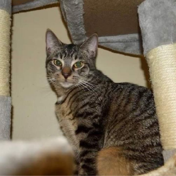 Erin , an adoptable Domestic Short Hair & Tabby Mix in Kentwood, MI_image-3
