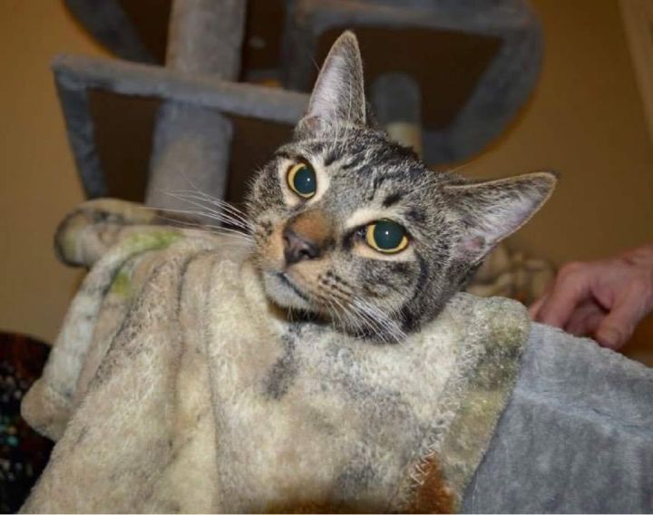 Erin , an adoptable Domestic Short Hair & Tabby Mix in Kentwood, MI_image-4