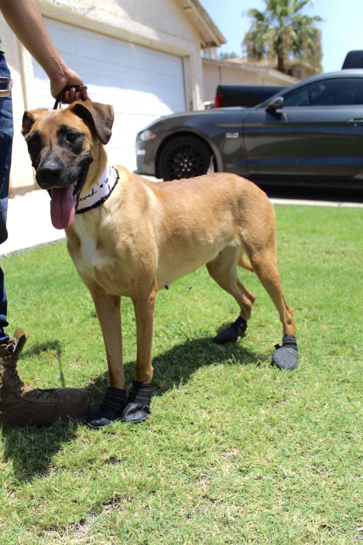 Brownie, an adoptable Boxer & Shepherd Mix in El Centro, CA_image-2