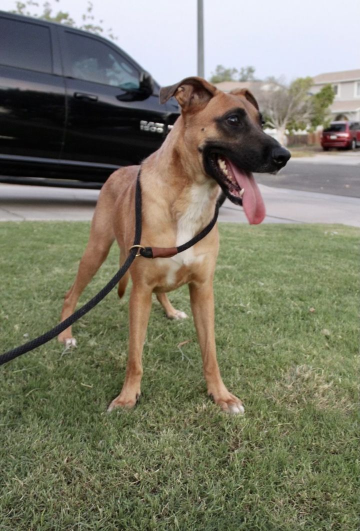 Brownie, an adoptable Boxer & Shepherd Mix in El Centro, CA_image-3