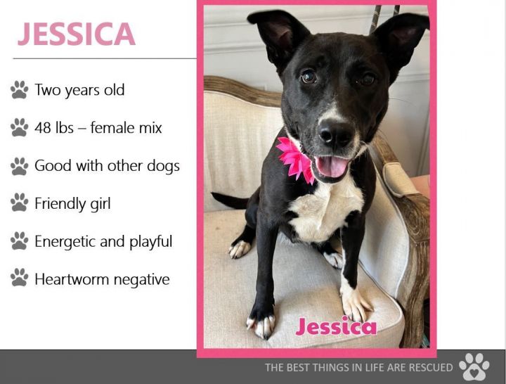 Foster Me! Jessica!, an adoptable Labrador Retriever & Shepherd Mix in Oswego, IL_image-3