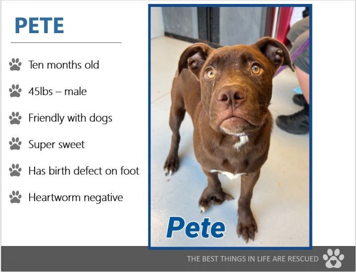 Foster Me! Pete 2