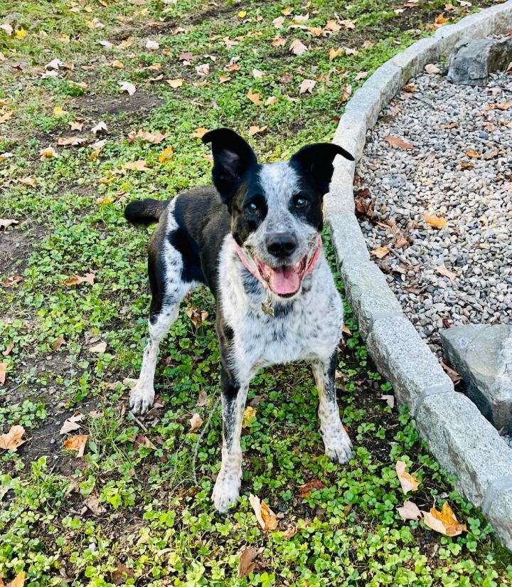 Darla, an adoptable Australian Cattle Dog / Blue Heeler in Bethel, CT_image-3