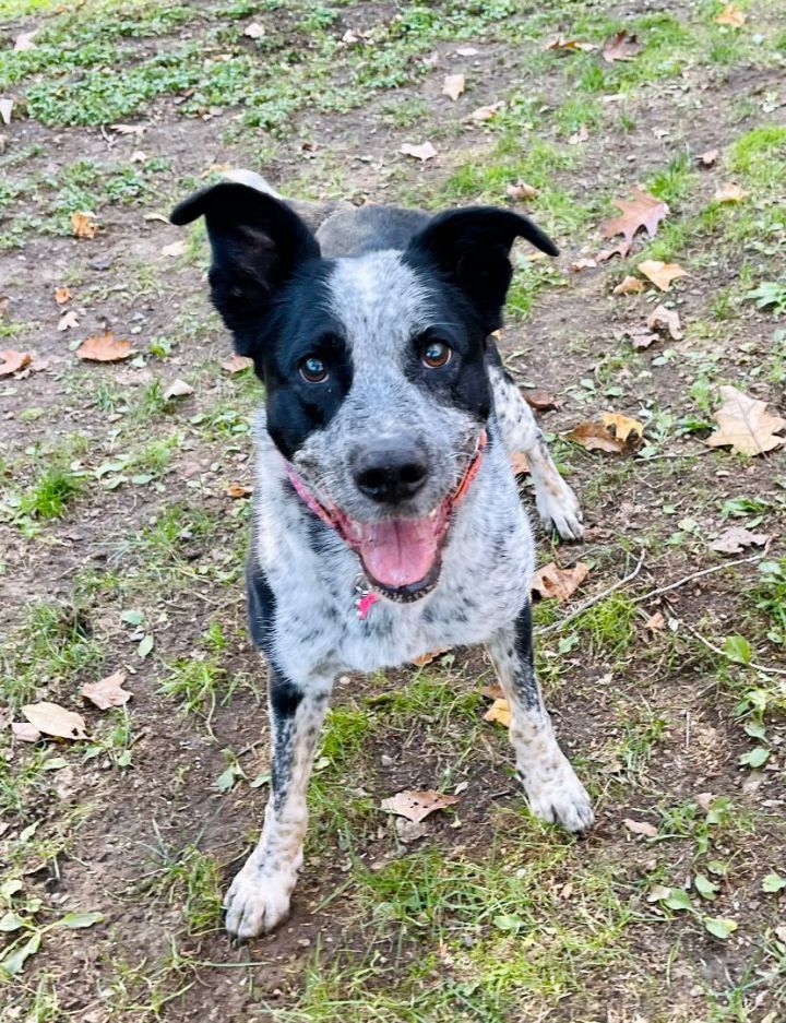 Darla, an adoptable Cattle Dog & Border Collie Mix in Bethel, CT_image-4