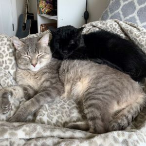 Jinx & Midnight (Bonded Pair)