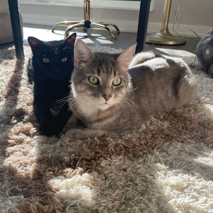 Jinx & Midnight (Bonded Pair), an adoptable Domestic Short Hair Mix in Minneapolis, MN_image-3