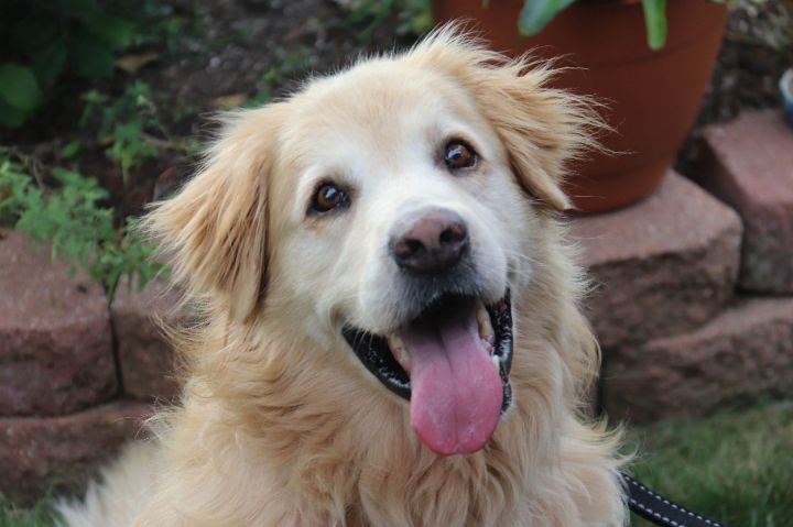 Buddy, an adopted Golden Retriever in Louisville, KY_image-1