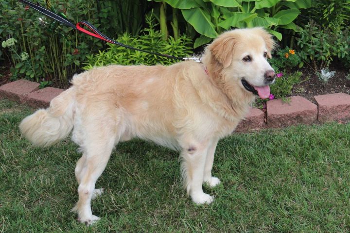 Buddy, an adoptable Golden Retriever in Louisville, KY_image-3