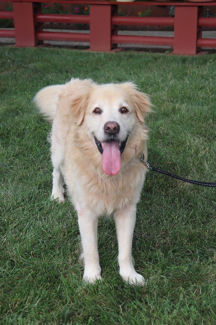 Dogs For Adoption Louisville Ky Where To Find Your New Best Friend - qopbuxf