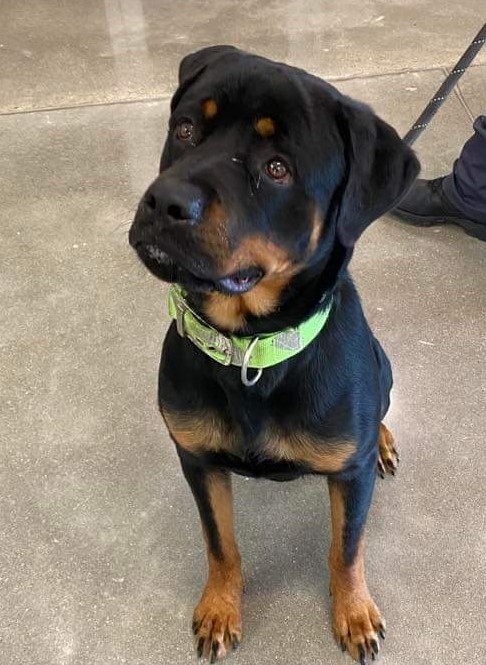 River (PKA Butch), an adoptable Rottweiler in Lincoln, NE, 68506 | Photo Image 1