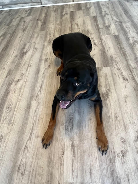River (PKA Butch), an adoptable Rottweiler in Lincoln, NE, 68506 | Photo Image 3