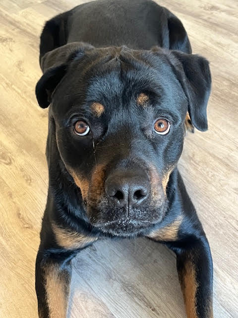 River (PKA Butch), an adoptable Rottweiler in Lincoln, NE, 68506 | Photo Image 4