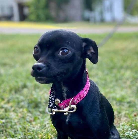 Esme - no longer accepting applications / current applications under review, an adopted Chihuahua Mix in Minneapolis, MN_image-1