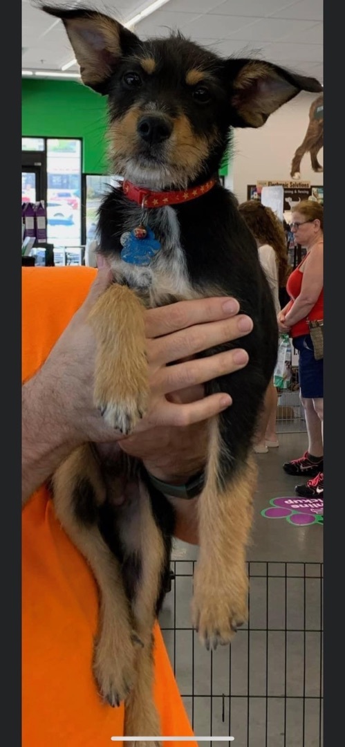 Adorable Terrier/Cattle Dog Mix Puppies!