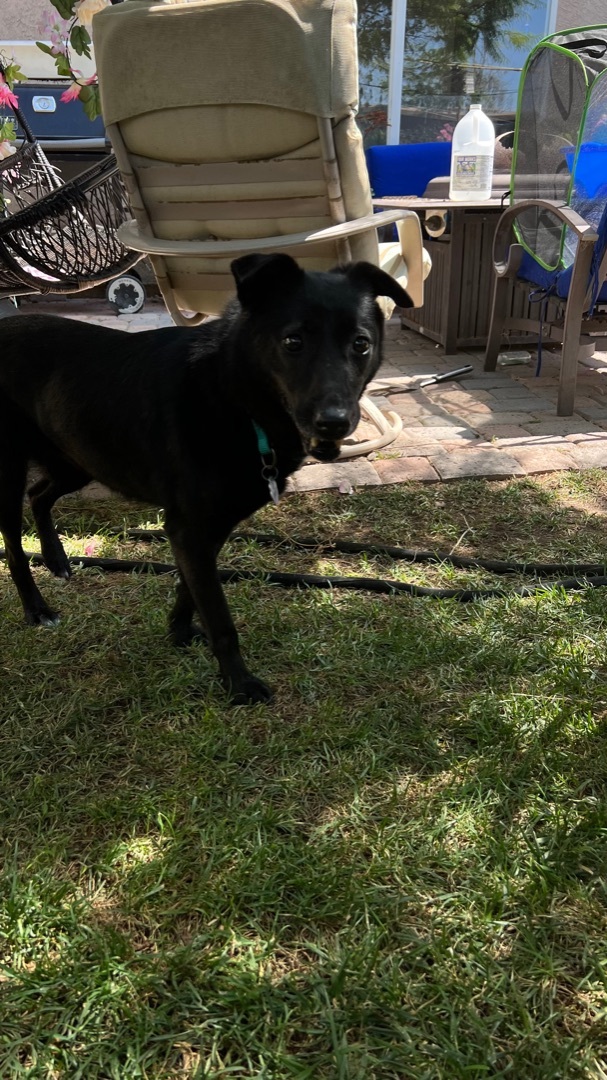 Nina, an adoptable Labrador Retriever & Golden Retriever Mix in Chula Vista, CA_image-1