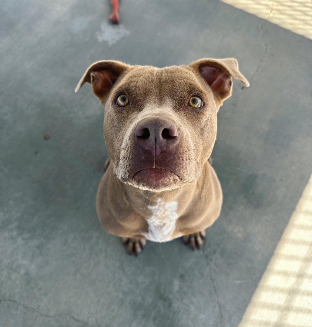 Dog for adoption Boise, a Pit Bull Terrier in Littlerock, CA Petfinder